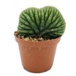 Trichocereus pachanoi - cristata (San Pedro) in 10cm+ pot
