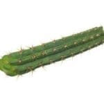 San Pedro Cutting Peruvianus (25 - 35 cm)