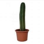San Pedro Pachanoi (Trichocereus) In Pot Large 25-40 cm