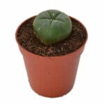 Peyote - Lophophora williamsii 2-3 CM