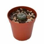 Peyote -  Lophophora williamsii 1-2 CM