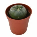 Peyote - Lophophora williamsii 3-4 CM