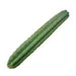 San Pedro Cutting Pachanoi  (35 - 45 cm)
