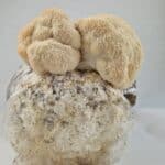 Lion’s Mane Mushroom  Growkit XL