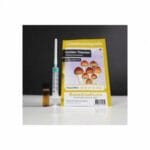 Golden Teacher Culture Ampoule Set