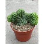 Trichocereus pachanoi - cristata (San Pedro) in pot - Klein
