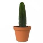 San Pedro Pachanoi (Trichocereus) In Pot Klein