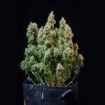 Amnesia haze Automatic (RQS) - Image 2
