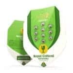 Royal Critical Automatic (RQS) - Image 2