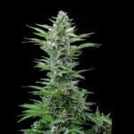 Royal Critical Automatic (RQS) - Image 3