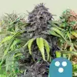 Medical CBD Mix (RQS)