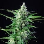 Royal AK Automatic (RQS) - Afbeelding 3