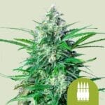 Royal AK Automatic (RQS)