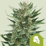 Royal Cheese Automatic (RQS)