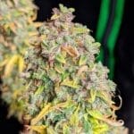 Royal Cheese Automatic (RQS) - Afbeelding 3