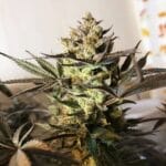 Royal Highness (RQS) - Afbeelding 3