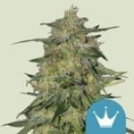 Royal Highness (RQS)