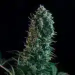 Royal Medic (RQS) - Image 3