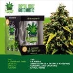 IGrowCan – Royal Haze Automatic (RQS)