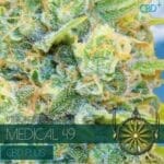 Medical 49 CBD+ (Vision Seeds)