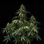 Purple Lemonade Automatic (RQS) - Afbeelding 2