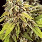 Doctor Jamaica Auto (Vision Seeds)