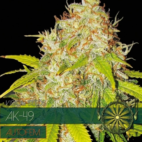 autofem-vision-seeds-ak-49-500x500 AK-49 Auto (Vision Seeds) - Image 1