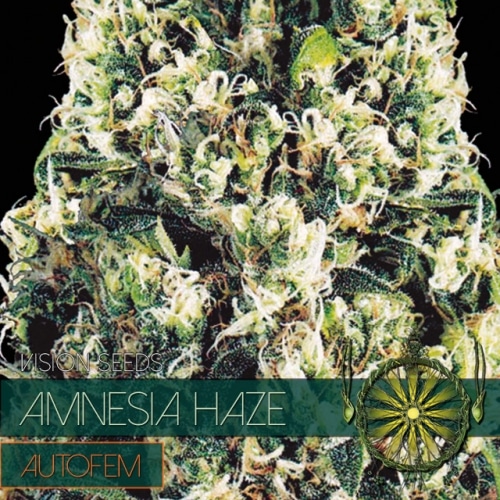 autofem-vision-seeds-amnesia-haze-500x500 Amnesia Haze Auto (Vision Seeds) - Image 1