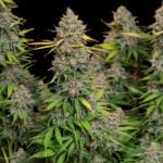 Chocolate Haze (RQS) - Afbeelding 2