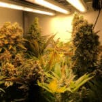 Critical (RQS) - Image 2