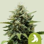 Fat Banana Automatic (RQS)