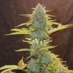 Fat Banana Automatic (RQS) - Afbeelding 2