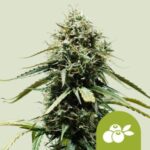 Haze Berry Automatic (RQS)
