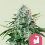 HulkBerry feminized (RQS)