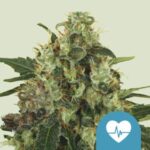 Medical Mass (RQS)