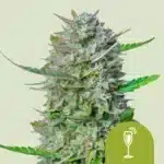 Mimosa Automatic (RQS)