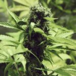 Northern Light (RQS) - Afbeelding 2