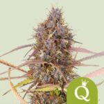 Purple Queen Automatic (RQS)