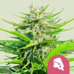 Royal Cheese Fast Flowering (RQS)