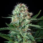 Royal Cookies (RQS) - Afbeelding 2