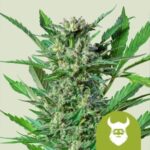 Royal Dwarf Automatic (RQS)