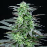 Skunk XL (RQS) - Afbeelding 3
