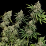 Sour Diesel (RQS) - Afbeelding 2