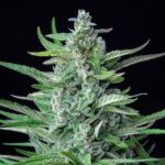 Special Kush 1 (RQS) - Afbeelding 2