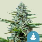 Stress Killer Automatic (RQS)