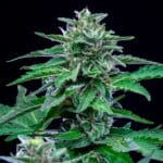 Stress Killer Automatic (RQS) - Image 2