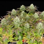 Triple G (RQS) - Afbeelding 3