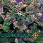 La Blanca Gold Auto (Vision Seeds)