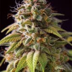 Caramel Monster (Vision Seeds)