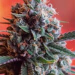 Dark Star x AK-49 (Vision Seeds)